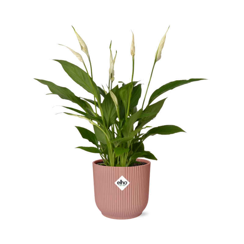 Friedenslilie Spathiphyllum 12cm im ELHO Vibes Fold 14cm Topf Rosa