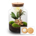DIY Pflanzen-Terrarium mit Licht - Milky Palm Ø 21 cm Bild 1