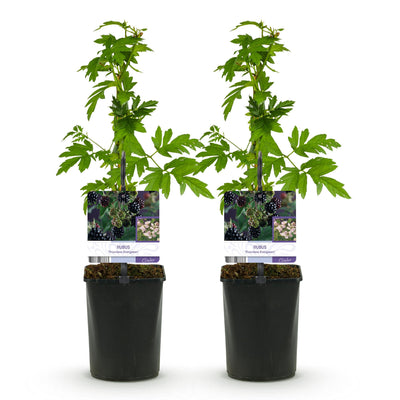 GreenboutiQ - Fruit Plant - Blackberry - Rubus Thornfree Evergreen - Black Blackberry - Thornless - 2 Plants - Pot 11cm Height 40cm