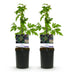 GreenboutiQ - Obstpflanze - Brombeere - Rubus Thornfree Evergreen - Schwarze Brombeere - Dornlos - 2 Pflanzen - Topf 11cm Höhe 40cm Bild 11