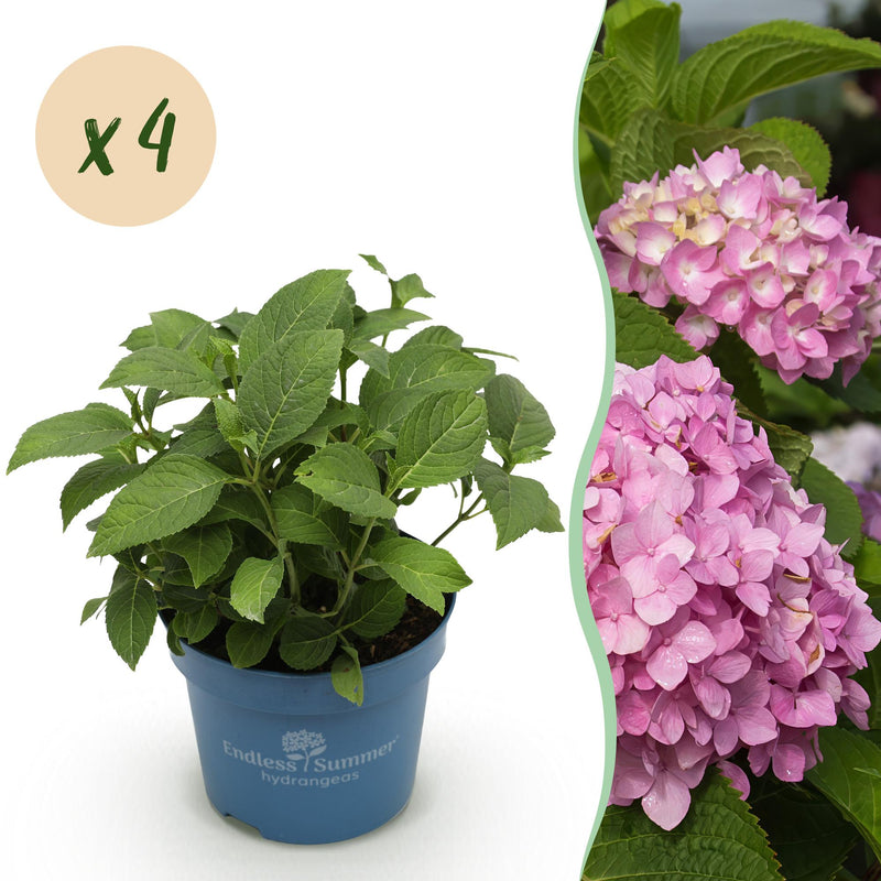 Endless Summer Hydrangea 'The Original Pink', 4 Plants