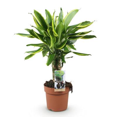 Dracaena fragrans Golden Coast – pflegeleichte Zierpflanze im 17cm Topf