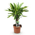 Dracaena fragrans Golden Coast – pflegeleichte Zierpflanze im 17cm Topf Bild 2