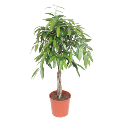 Ficus Amstel King geflochten, 140 cm – Elegante Zimmerpflanze