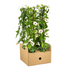 4x Thunbergia alata Sunny Susy White, Ø13cm Topf, 60cm hoch Bild 5