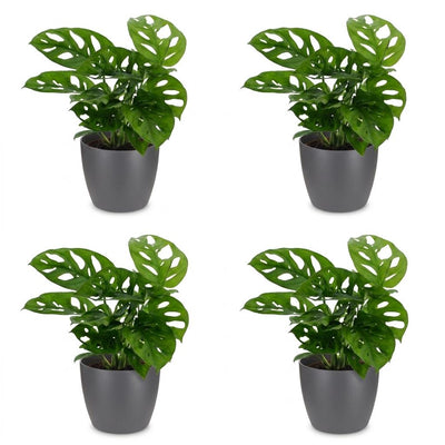Green boutiQ - Monstera Adansonii - Monstera Adansonii - 4 Pflanzen - mit Grau Topf - Topf 12cm - Höhe 25cm