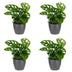 Green boutiQ - Monstera Adansonii - Monstera Adansonii - 4 Pflanzen - mit Grau Topf - Topf 12cm - Höhe 25cm Bild 2