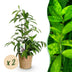 Green boutiQ - Zimmerpflanzen - Dracaena surculosa - Drachenblutbaum - Wenig Pflege - mit Korb - Grün - 2 Pflanzen - Topf 17cm - Höhe 60-70cm Bild 1