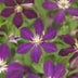 Clematis Mikelite Climbing Plant, Purple/White, Low Maintenance, 2-Pack Bild 4