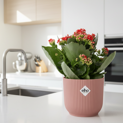 Muttertag - Kalanchoe Rosalina Don Justino Rot + ELHO Vibes Fold 14cm rosa