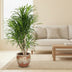 Dracaena Anita - Dragon Tree, Ø24cm, 100cm high Bild 3