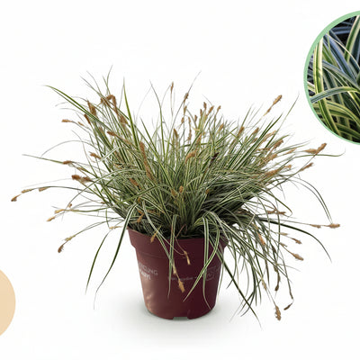 Carex oshimensis Everest: 4 Immergrüne Ziergräser, weiß-grün, Topf 17cm
