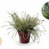 Carex oshimensis Everest: 4 Immergrüne Ziergräser, weiß-grün, Topf 17cm Bild 1