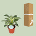 Philodendron Birkin - Ø14cm - H25cm - Pflegeleicht & Dekorativ Bild 4