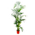 Kentia Palme 200 cm - Dekorative Zimmerpalme mit eleganten Blättern Bild 1