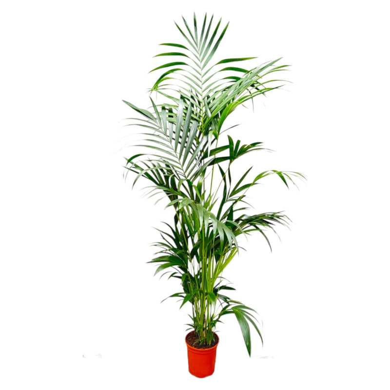 Kentia Palme 200 cm - Dekorative Zimmerpalme mit eleganten Blättern