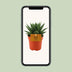 Gasteria Hybride Aurora - Ø11cm - 15cm Höhe Bild 5