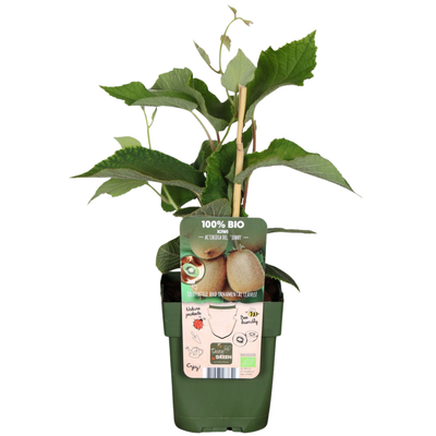 6 x Organic Kiwi Plants – Ø 13 cm – ↨ 20 cm