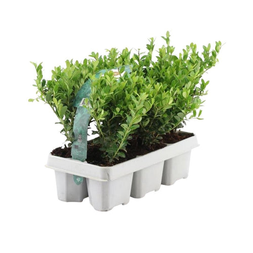 12x 6er Pack Ilex crenata 'Jenny' - Hecken- & Formschnittpflanze