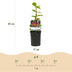 GreenboutiQ Kletterpflanzen Set: 4 Sorten für üppige Blütenpracht Bild 3