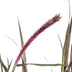 Pennisetum x advena Chelsea Ø27cm - ↕70 - 80cm Bild 3