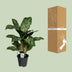 Aglaonema Greenlight (Decorum) - Pflegeleichte Zimmerpflanze mit Luftreiniger Bild 4
