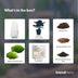 Bottle Garden Egg Bonsai DIY Set - Self-Sufficient Mini Ecosystem (25 cm) Bild 4