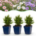 Green boutiQ - Perennial - Aster Tricolour - Sea Aster - Bee and Butterfly Attractors - Purple - Pink - White - 24 Plants - Pot 11cm - Height 15-25cm Bild 1