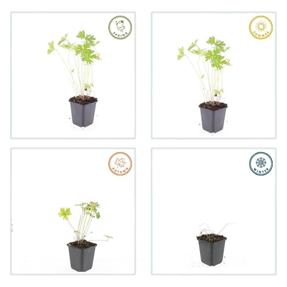6x Geranium 'Johnson's Blue' - ↕10-25cm - Ø9cm