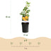 Green boutiQ Trumpet Vine 'Flava' - Yellow Flowers, Easy to Care For, 2 Plants Bild 3