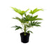 Fatsia Japonica Spider Web – Exotische Zimmerpflanze mit Spinnennetz-Muster Bild 1