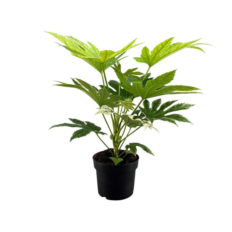 Fatsia Japonica Spider Web – Exotische Zimmerpflanze mit Spinnennetz-Muster