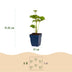 Green boutiQ - Perennial - Anemone hybr. Kön. Charlotte - Autumn Anemone - Shade - Pink - 3 Plants - Pot 11cm - Height 15-25cm Bild 10