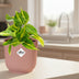 Philodendron Scandens Brasil, 14cm Topf Elho Vibes rosa Bild 3