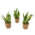Kokopot Sansevieria Yellow - Ø13 cm - 2er-Set Bild 1