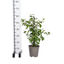 Ficus Benjamina Golden King Ø17cm - ↕60 - 80cm Bild 2