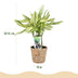 Green boutiQ - Zimmerpflanzen - Dracaena fragrans Diamond Dream - Drachenbaum - Wenig Pflege - mit Korb - Bunt - 2 Pflanzen - Topf 17cm - Höhe 50-55cm Bild 3