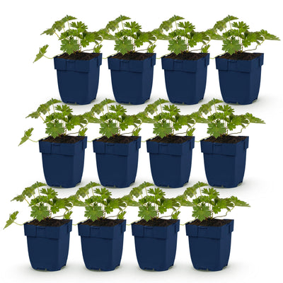 Green boutiQ - Perennial - Geranium 'Rozanne' - Crane's-bill - Ground cover - Blue - 12 Plants - Pot 11cm - Height 15-25cm