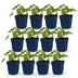 Green boutiQ - Perennial - Geranium 'Rozanne' - Crane's-bill - Ground cover - Blue - 12 Plants - Pot 11cm - Height 15-25cm Bild 1