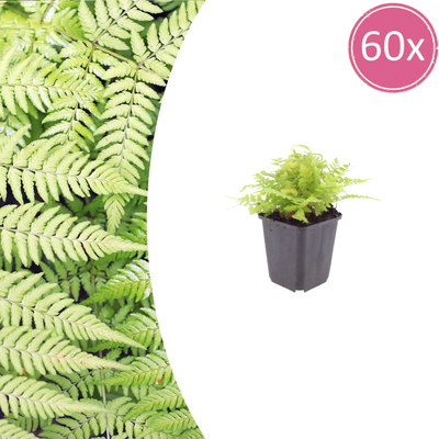 60x Wurmfarn / Männerfarn (Dryopteris filix-mas), 10-25cm, Ø9cm