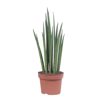 Sansevieria Mikado (Bogenhanf) Ø12cm - 40cm: Elegante & luftreinigende Zimmerpflanze