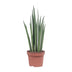 Sansevieria Mikado (Bogenhanf) Ø12cm - 40cm: Elegante & luftreinigende Zimmerpflanze Bild 1