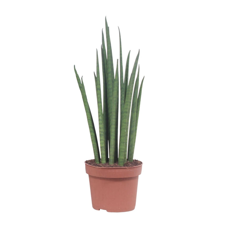 Sansevieria Mikado (Bogenhanf) Ø12cm - 40cm: Elegante & luftreinigende Zimmerpflanze