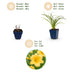 Green boutiQ - Perennial - Hemerocallis Stella d'Oro - Daylily - Bee and Butterfly Attractors - Yellow - 24 Plants - Pot 11cm - Height 15-25cm Bild 3