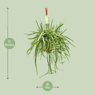 Lepismium Bolivianum Kaktus Ø17, Höhe 55cm - Eleganz für Ihr Zuhause