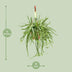 Lepismium Bolivianum Kaktus Ø17, Höhe 55cm - Eleganz für Ihr Zuhause Bild 2