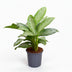 Aglaonema Silver Bay - Large Houseplant in 21cm Pot Bild 1