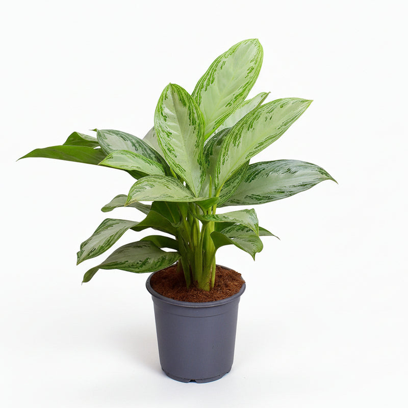 Aglaonema Silver Bay - Large Houseplant in 21cm Pot