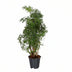 Polyscias Hawaiiana Ming Zimmerpflanze im Ø17cm Topf, 65cm hoch Bild 1
