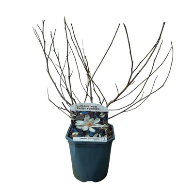 Magnolia Stellata 'Blüte Weiß' Strauch, 45cm, Topf 17cm, Wenig Pflege